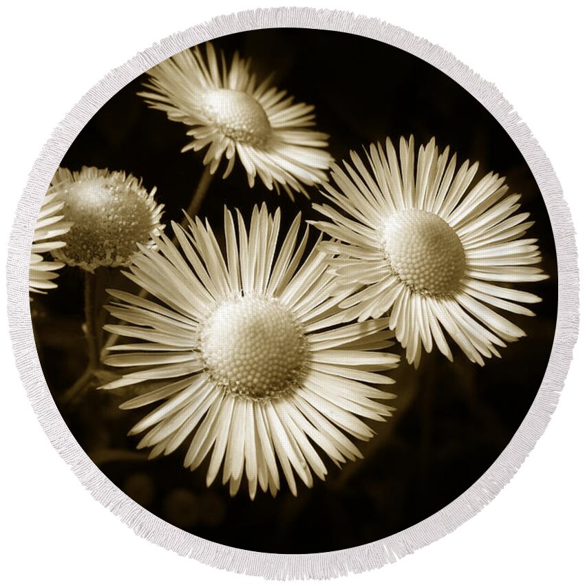 Flowers Round Beach Towel featuring the photograph Sepia Flowers by Christina Rollo