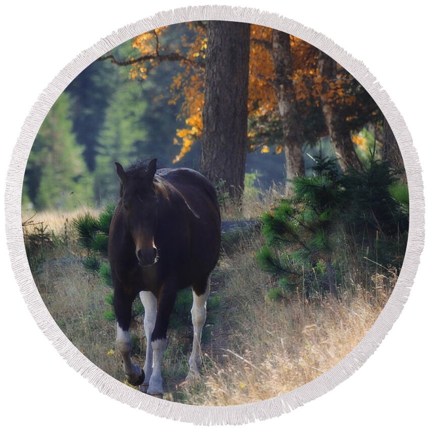 Horse Round Beach Towel featuring the photograph September Surrender by Amanda Smith