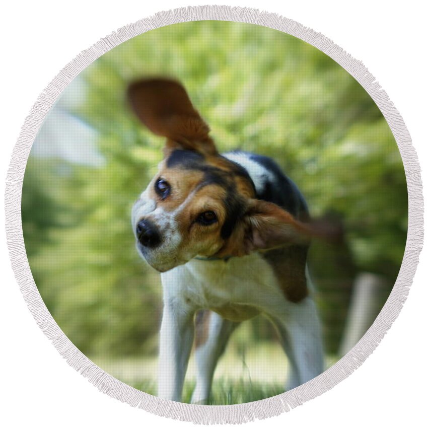 Beagle Round Beach Towel featuring the photograph Shake Shake Shake by Cricket Hackmann