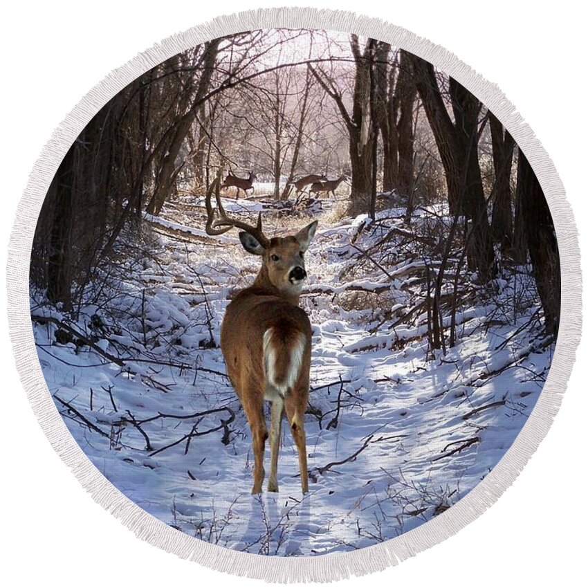 Deer Round Beach Towel featuring the mixed media Shedding Time by Bill Stephens