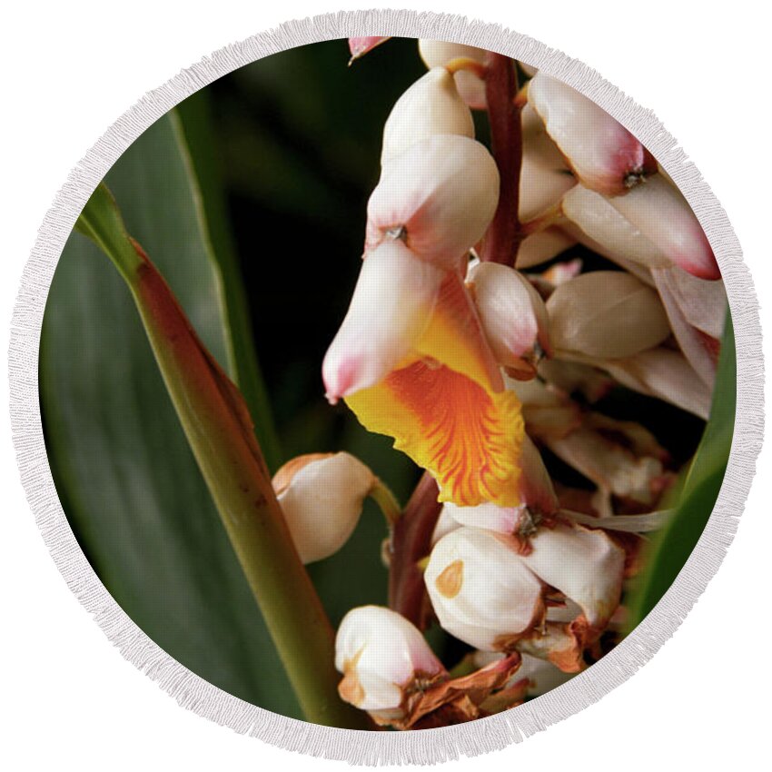 Flowers Round Beach Towel featuring the photograph Shell Ginger by Kathy McClure