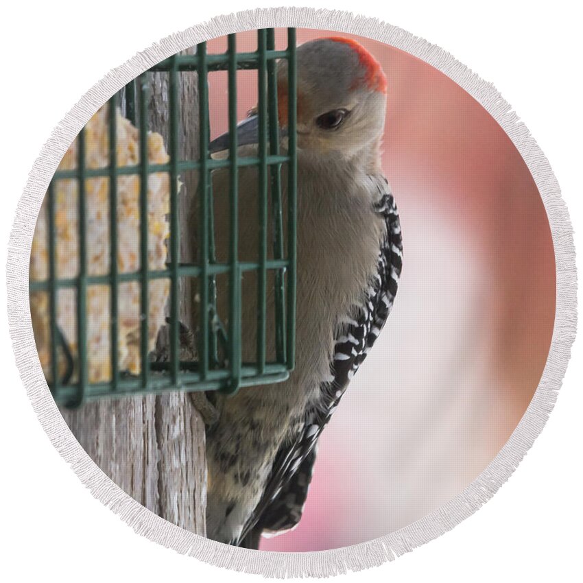Woodpecker Round Beach Towel featuring the photograph She's A Beauty by Holden The Moment