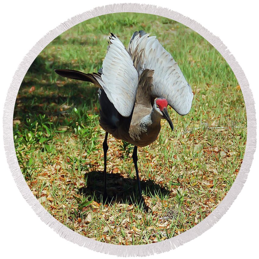 Sandhill Crane Round Beach Towel featuring the photograph Show Off by Aimee L Maher ALM GALLERY
