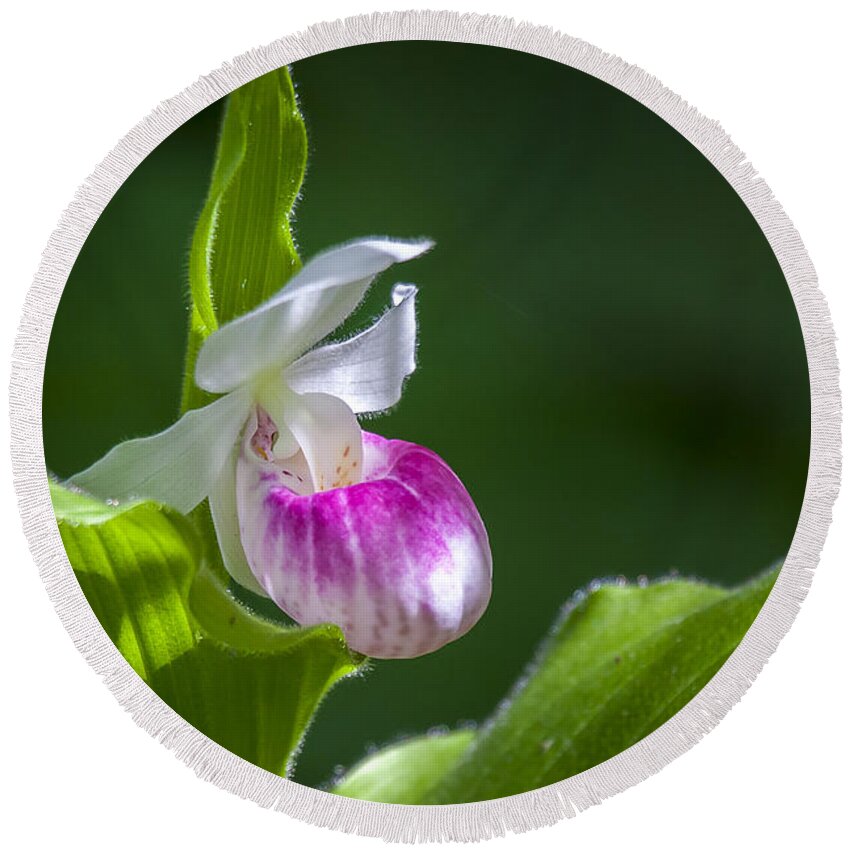 Beautiful Round Beach Towel featuring the photograph Showy Lady's Slipper 1 by Jack R Perry