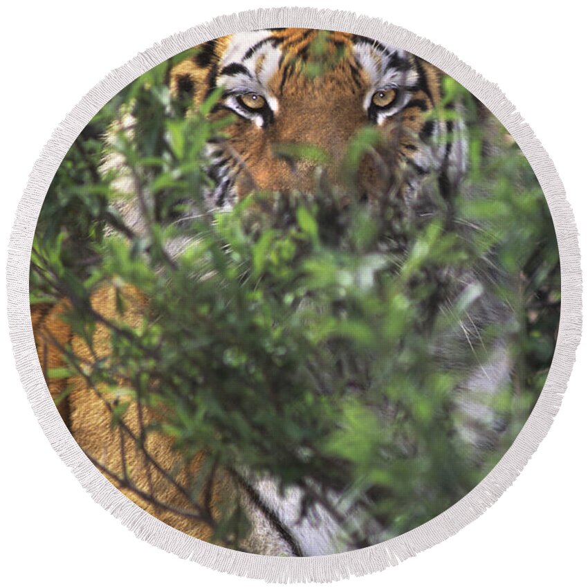 Siberian Tiger Round Beach Towel featuring the photograph Siberian Tiger in hiding Wildlife Rescue by Dave Welling