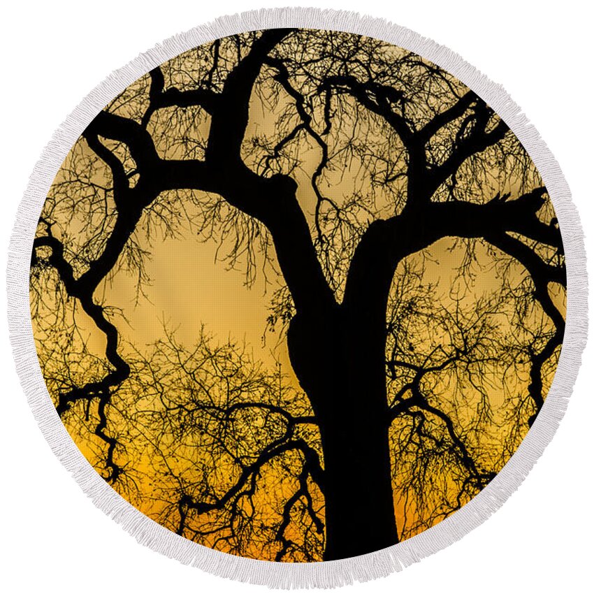 Oak Tree Round Beach Towel featuring the photograph Silhouette Oak by Spencer Hughes