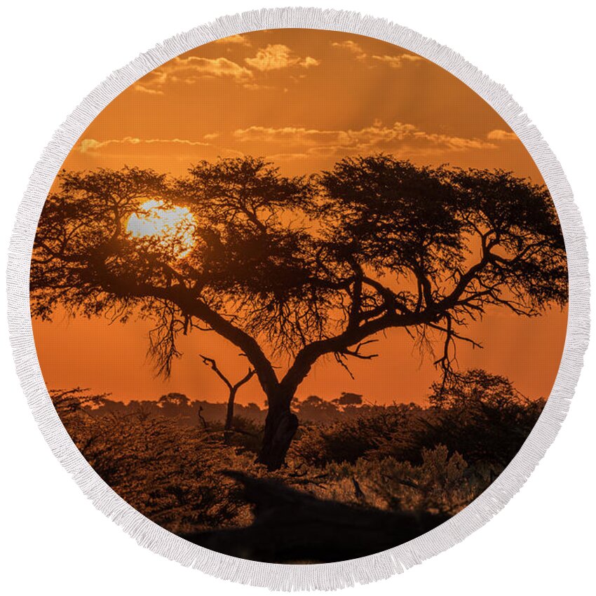 Chobe Round Beach Towel featuring the photograph Silhouette Of Acacia Tree At Orange by Nick Dale
