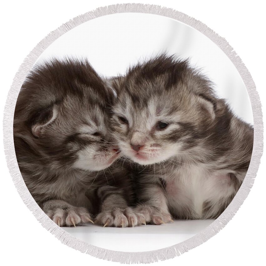 Adorable Round Beach Towel featuring the photograph Silver Tabby Kittens, 8 Days Old by Mark Taylor
