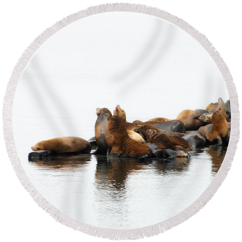 Seal Round Beach Towel featuring the photograph Singing Seals by Donna Blackhall