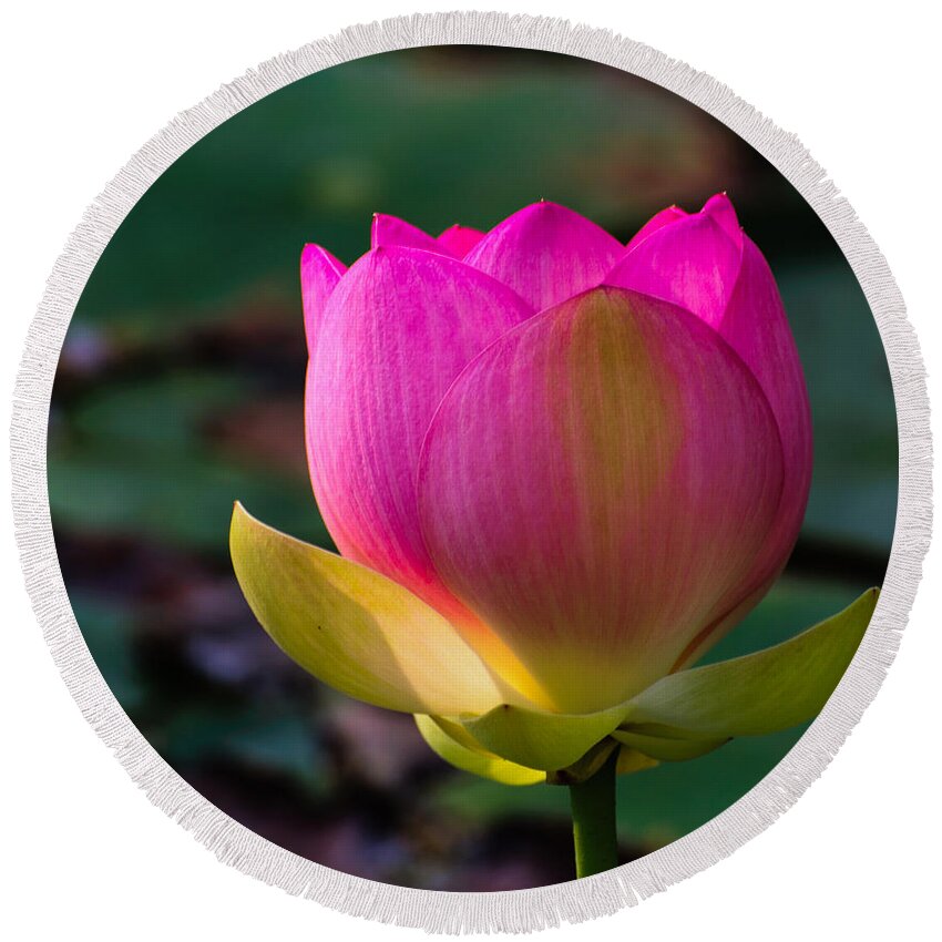 Water Lily Round Beach Towel featuring the photograph Single blossum by John Johnson