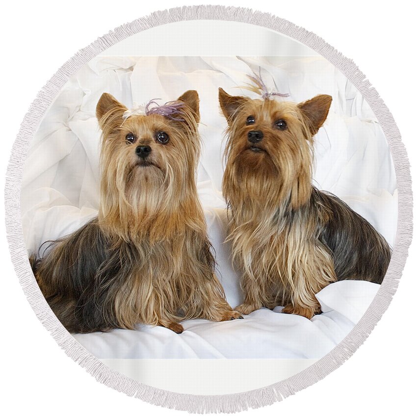 Dogs Round Beach Towel featuring the photograph Sitting Pretty by Suanne Forster
