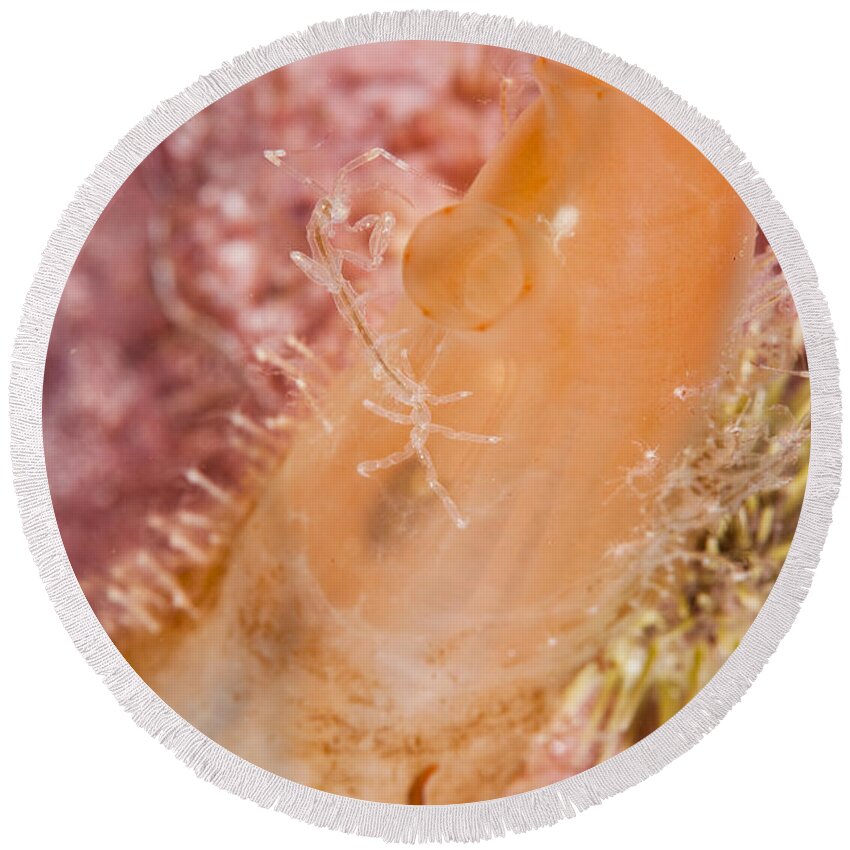 Skeleton Shrimp Round Beach Towel featuring the photograph Skeleton Shrimp by Andrew J. Martinez