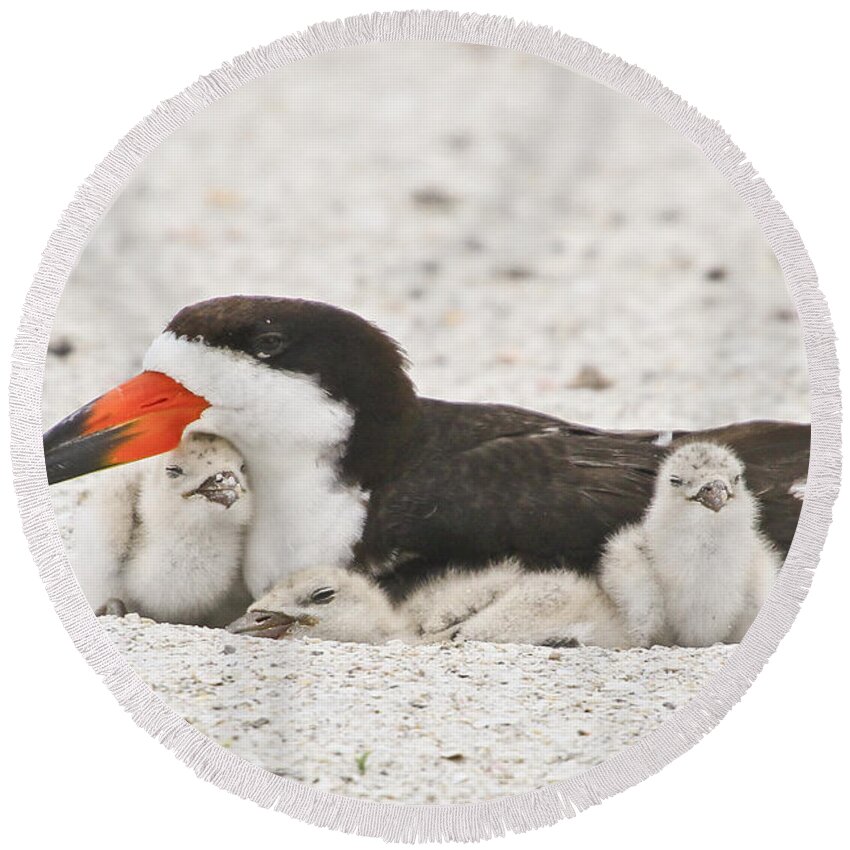 American Black Skimmer Round Beach Towel featuring the photograph Skimmer Family Cuddle by Barbara Bowen