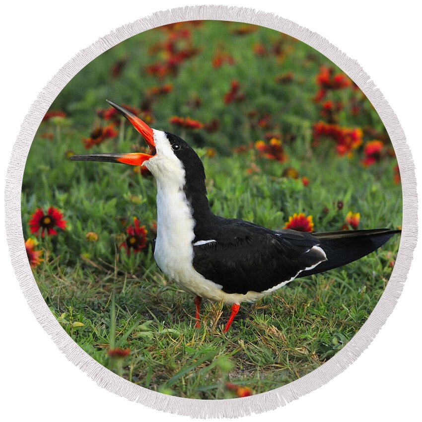 Black Skimmer Round Beach Towel featuring the photograph Skimming through The Garden by Tony Beck