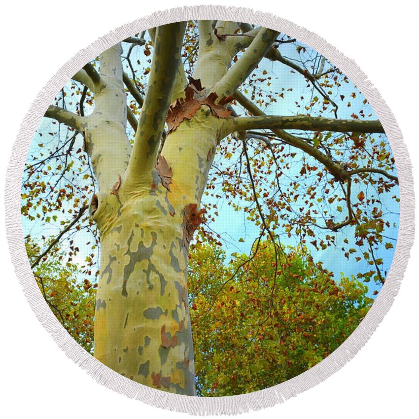 Sycamore Round Beach Towel featuring the photograph Sky High by Kathy Barney