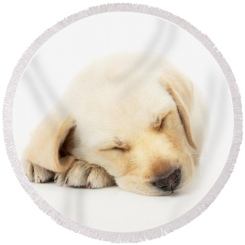 Adorable Round Beach Towel featuring the photograph Sleeping Labrador Puppy by Johan Swanepoel