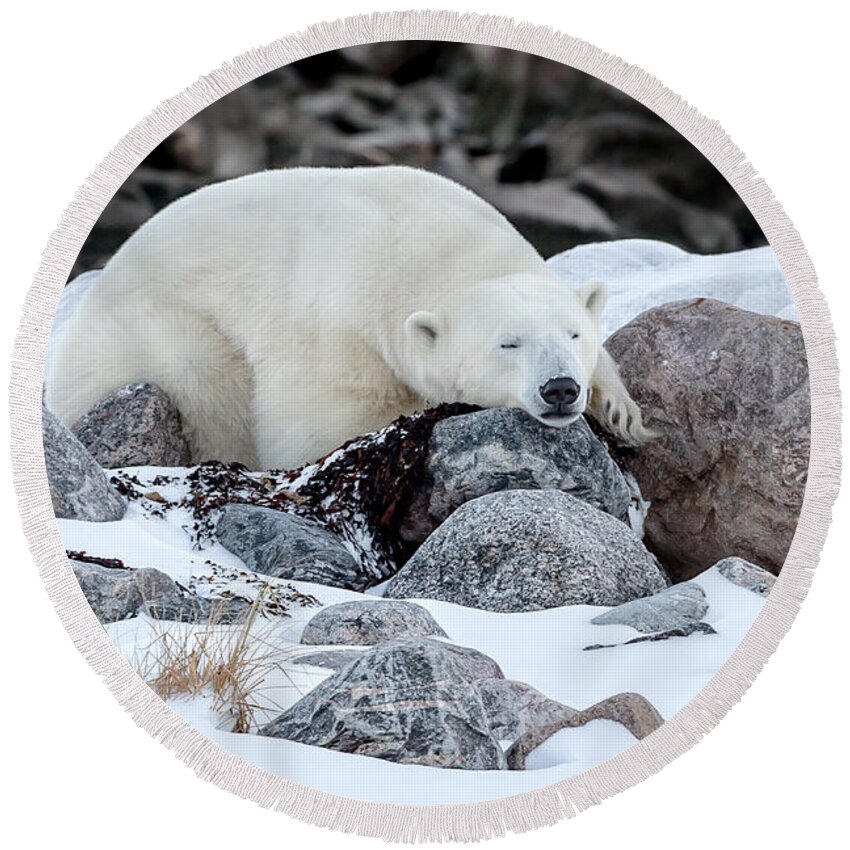 Polar Bear Round Beach Towel featuring the photograph Sleepy Time by Jack Bell