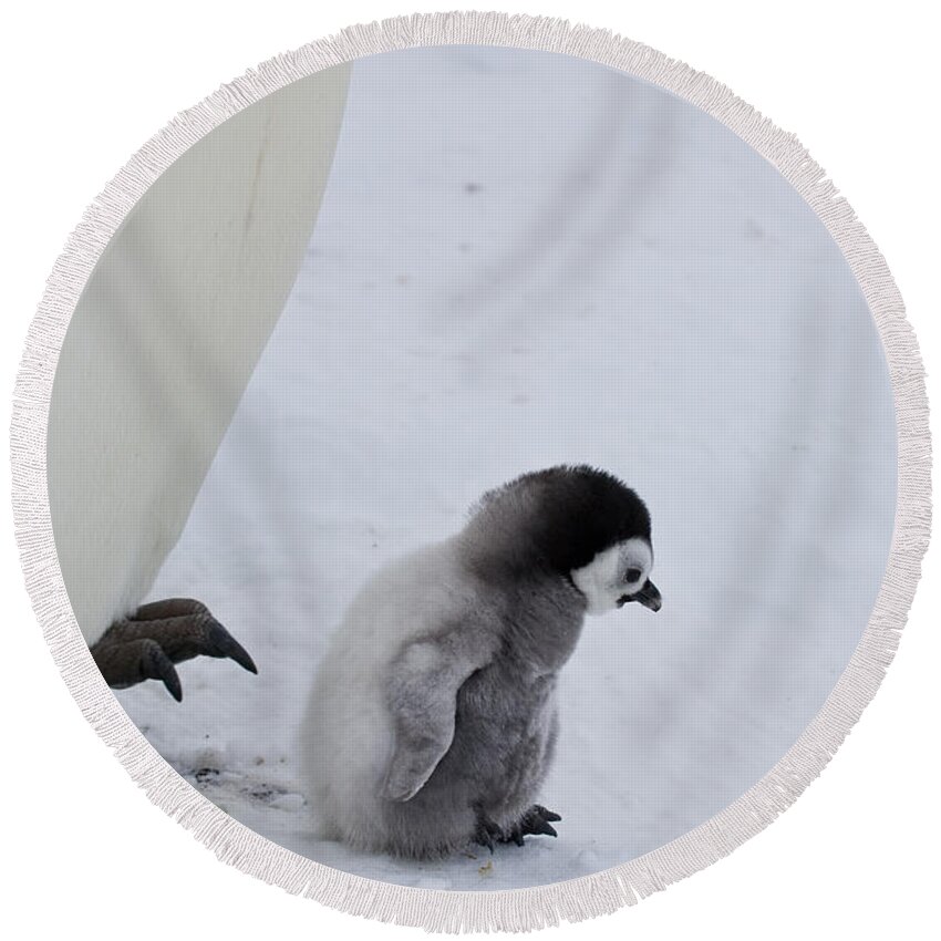Emperor Penguin Round Beach Towel featuring the photograph Small Emperor Penguin Chick by Greg Dimijian