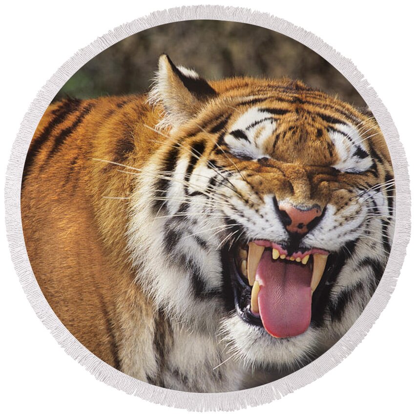 Siberian Tiger Round Beach Towel featuring the photograph Smiling Tiger Endangered Species Wildlife Rescue by Dave Welling