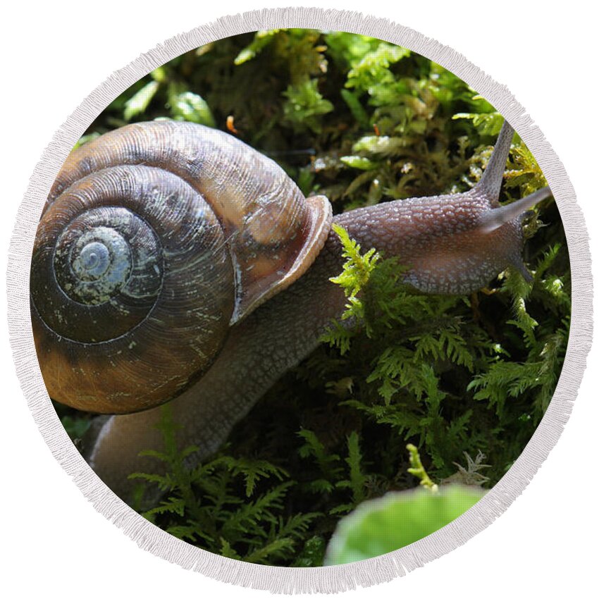 Snail In Moss Round Beach Towel featuring the photograph Snail In Moss by Daniel Reed