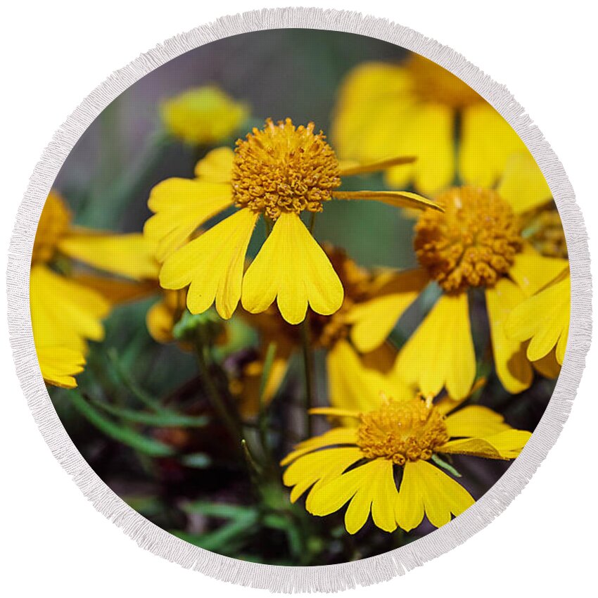 Sneezeweed Flowers Round Beach Towel featuring the photograph Sneezeweed by Ester McGuire