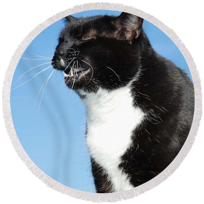 Cat Round Beach Towel featuring the photograph Sneezing cat by David Fowler