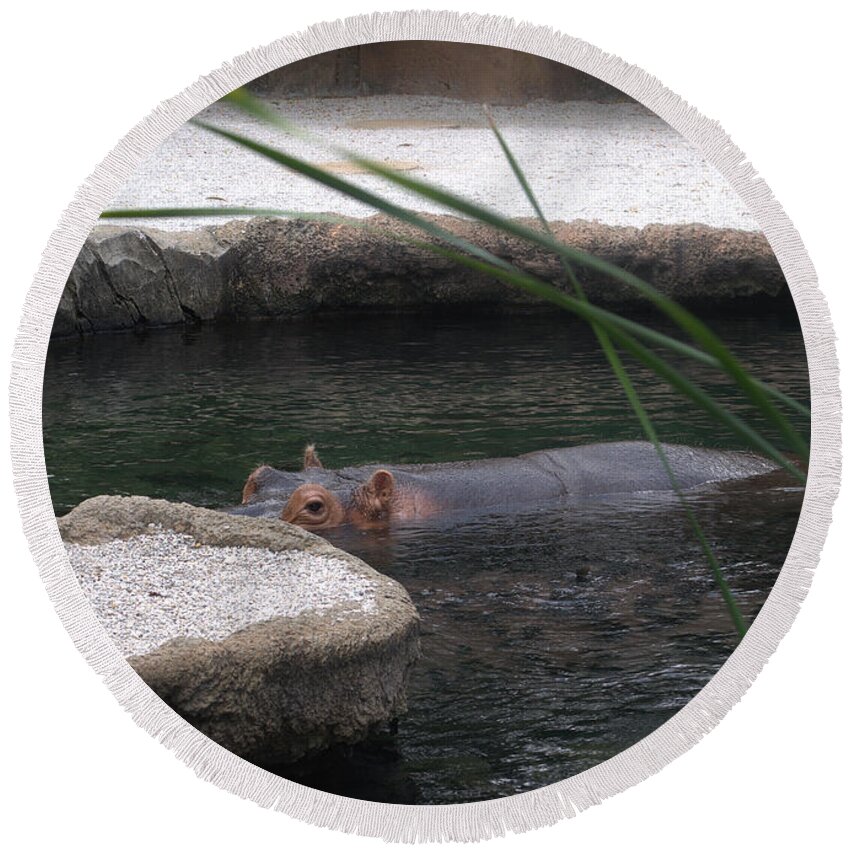 Snorkeling Hippo Round Beach Towel featuring the photograph Snorkeling Hippo by Luther Fine Art