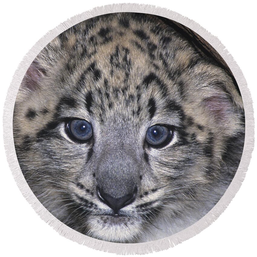 Asia Round Beach Towel featuring the photograph Snow Leopard Cub ENDANGERED by Dave Welling