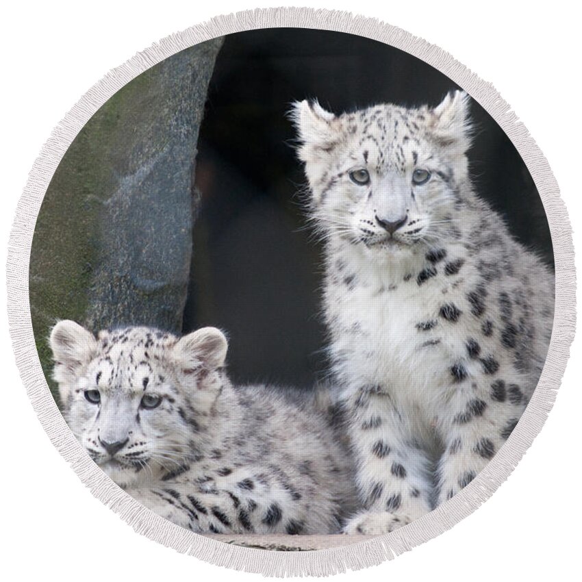 Animal Round Beach Towel featuring the photograph Snow Leopard Cubs by Chris Boulton
