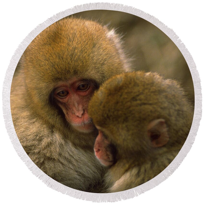 Snow Monkey Round Beach Towel featuring the photograph Snow Monkeys Cuddling by Art Wolfe