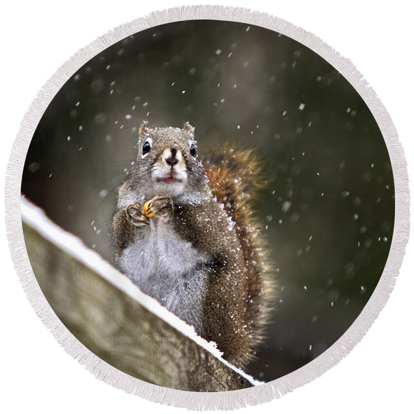 Maine Round Beach Towel featuring the photograph Snowflake Squirrel by Karin Pinkham