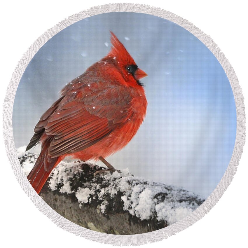 (1st Place Contest Winner In 'favorite Snow Scenes)    Nava Thompson Round Beach Towel featuring the photograph Snowing on Red Cardinal by Nava Thompson