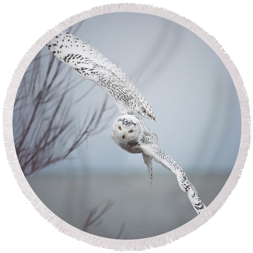 Wildlife Round Beach Towel featuring the photograph Snowy Owl In Flight by Carrie Ann Grippo-Pike