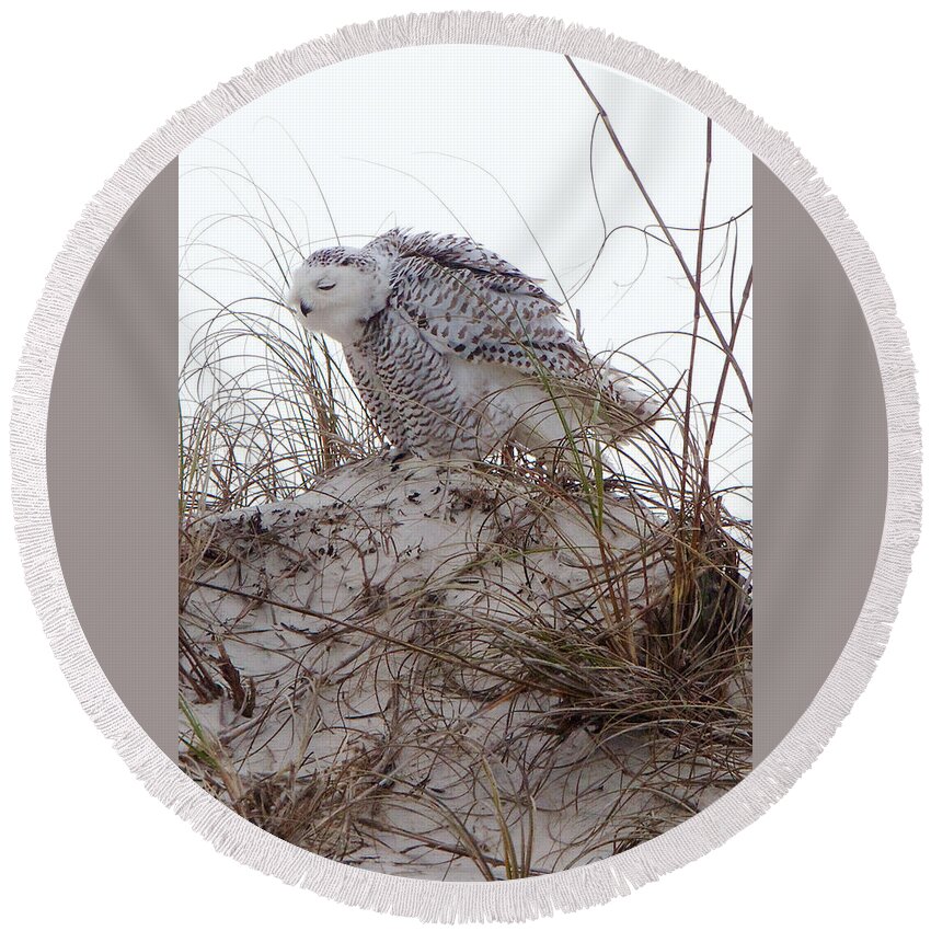 Snowy Owl Round Beach Towel featuring the photograph Snowy Owl In Florida 13 by David Beebe
