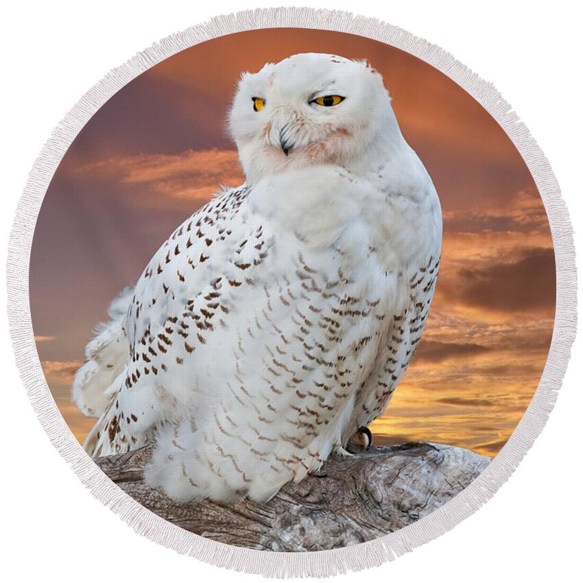 Animal Round Beach Towel featuring the photograph Snowy Owl Perched at Sunset by Jeff Goulden