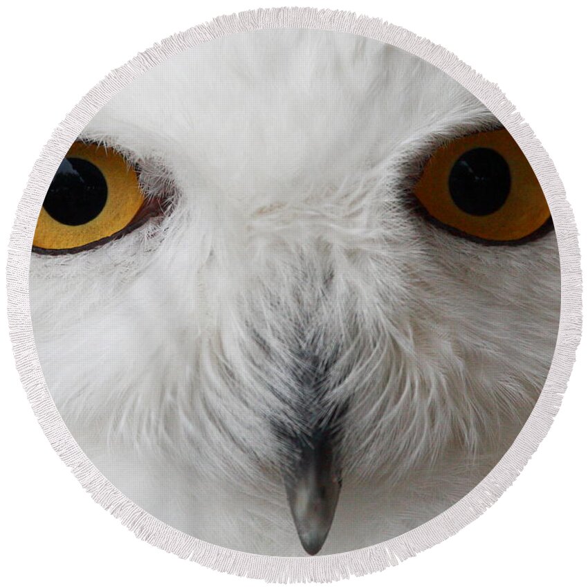 Snowy Owl Round Beach Towel featuring the photograph Snowy Owl Stare by Andrew McInnes