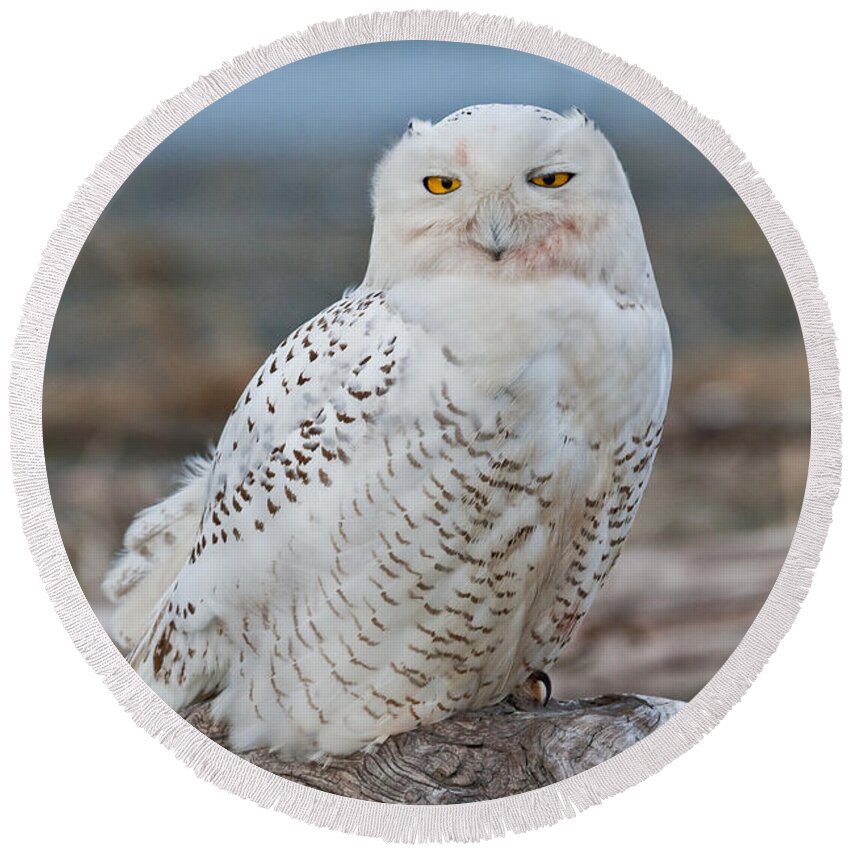 Animal Round Beach Towel featuring the photograph Snowy Owl Watching from a Driftwood Perch by Jeff Goulden
