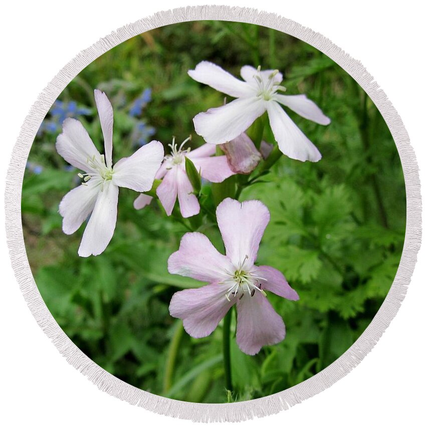 Herb Round Beach Towel featuring the photograph Soapwort Flowers by MTBobbins Photography