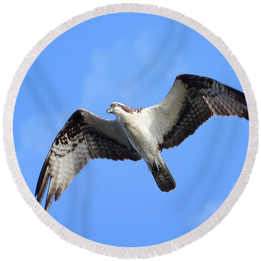 Osprey Round Beach Towel featuring the photograph Soaring Osprey by Kathy Baccari