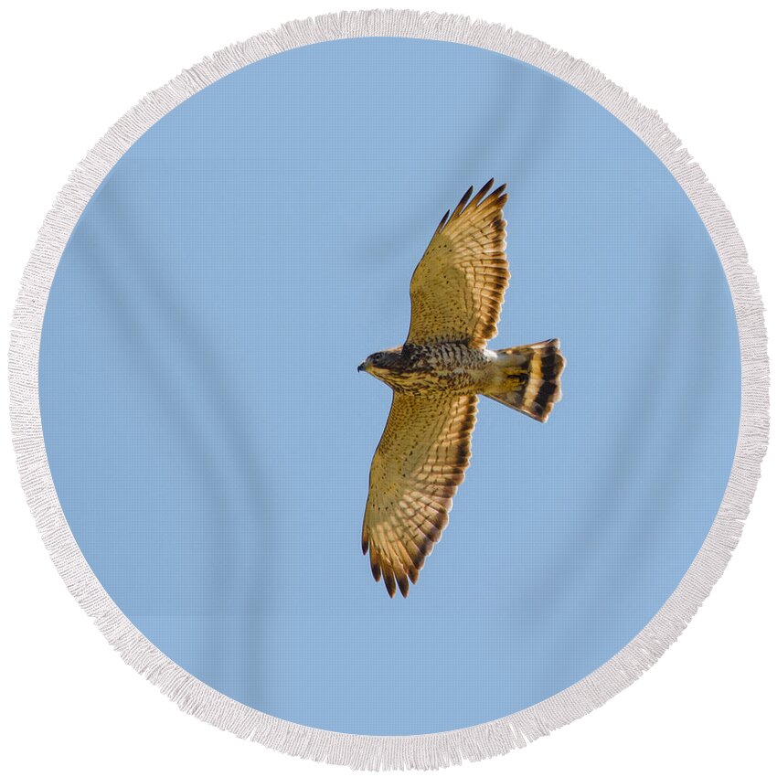 Hawk Round Beach Towel featuring the photograph Soaring by Parker Cunningham