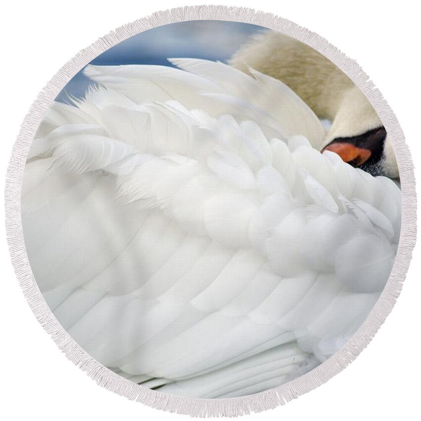 Swan Round Beach Towel featuring the photograph Softly Sleeping by Deb Halloran