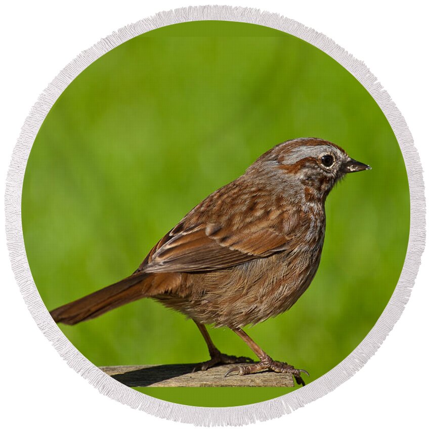 Animal Round Beach Towel featuring the photograph Song Sparrow on a Log by Jeff Goulden
