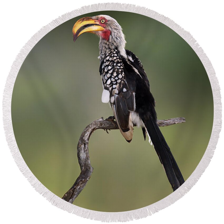 Animal Round Beach Towel featuring the photograph Southern Yellowbilled Hornbill by Johan Swanepoel