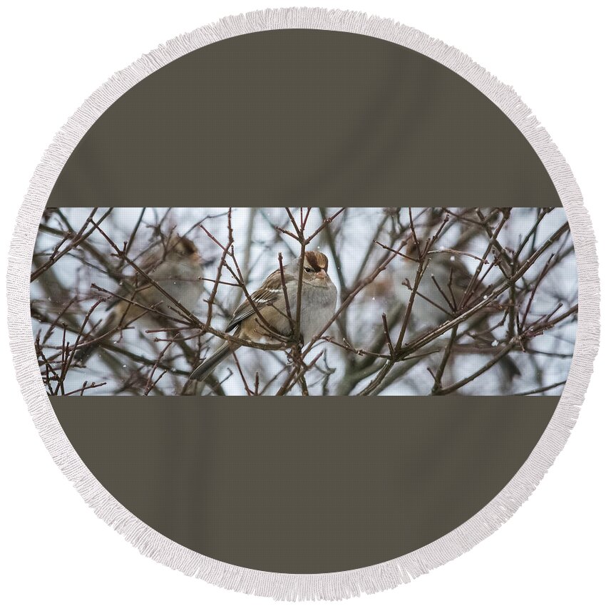Sparrow Round Beach Towel featuring the photograph Sparrows in the Winter by Holden The Moment