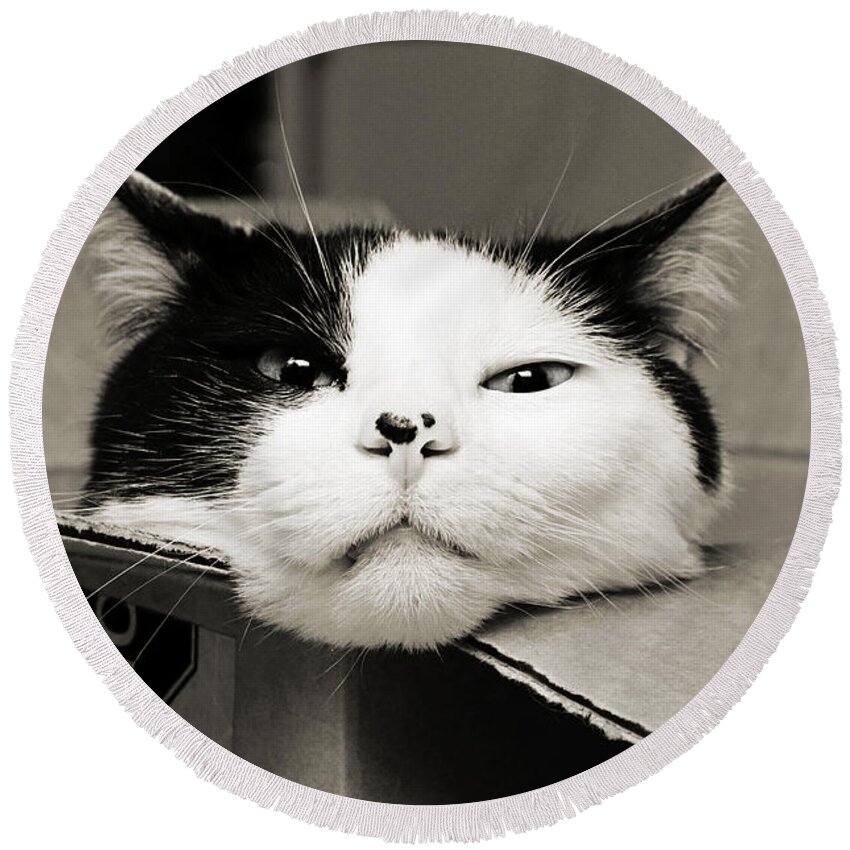 Andee Design Cat Round Beach Towel featuring the photograph Special Delivery It's Pepper The Cat by Andee Design