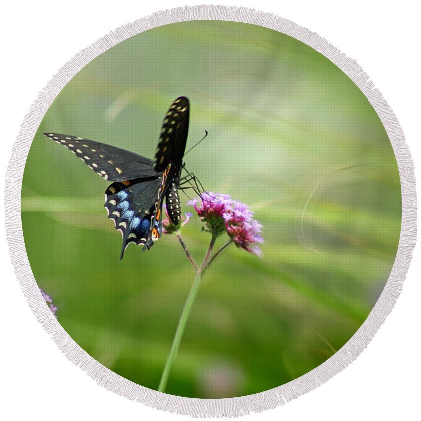 Lepidoptera Round Beach Towel featuring the photograph Spicebush Swallowtail Butterfly by Karen Adams