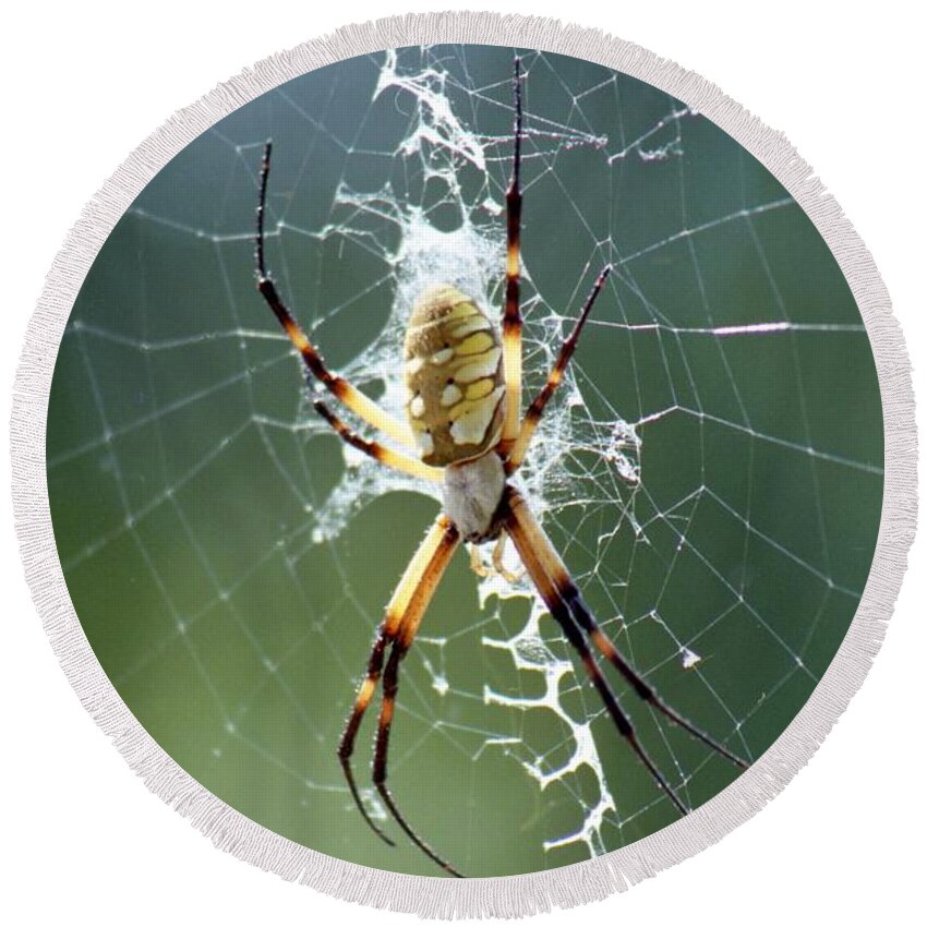 Spider Round Beach Towel featuring the photograph Spider - Black and Yellow Argiope 04 by Pamela Critchlow