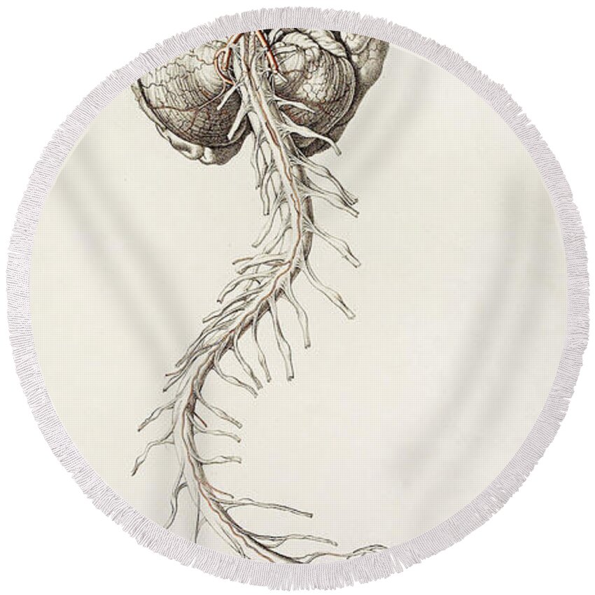 Historic Round Beach Towel featuring the photograph Spinal Arteries And Brain by Wellcome Images