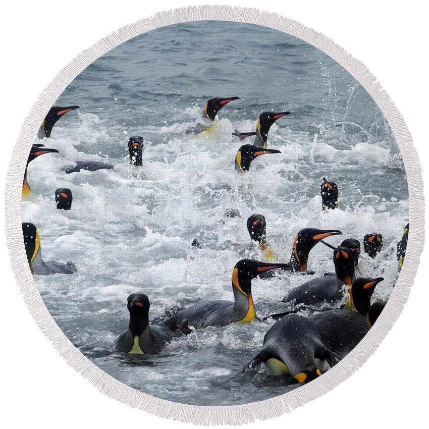 King Penguins Round Beach Towel featuring the photograph Splish Splash by Ginny Barklow
