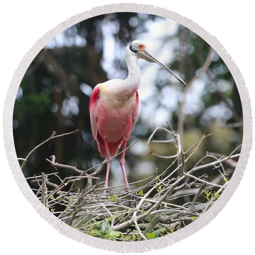 Roseate Spoonbill Round Beach Towel featuring the photograph Spoonbill in the Branches by Carol Groenen
